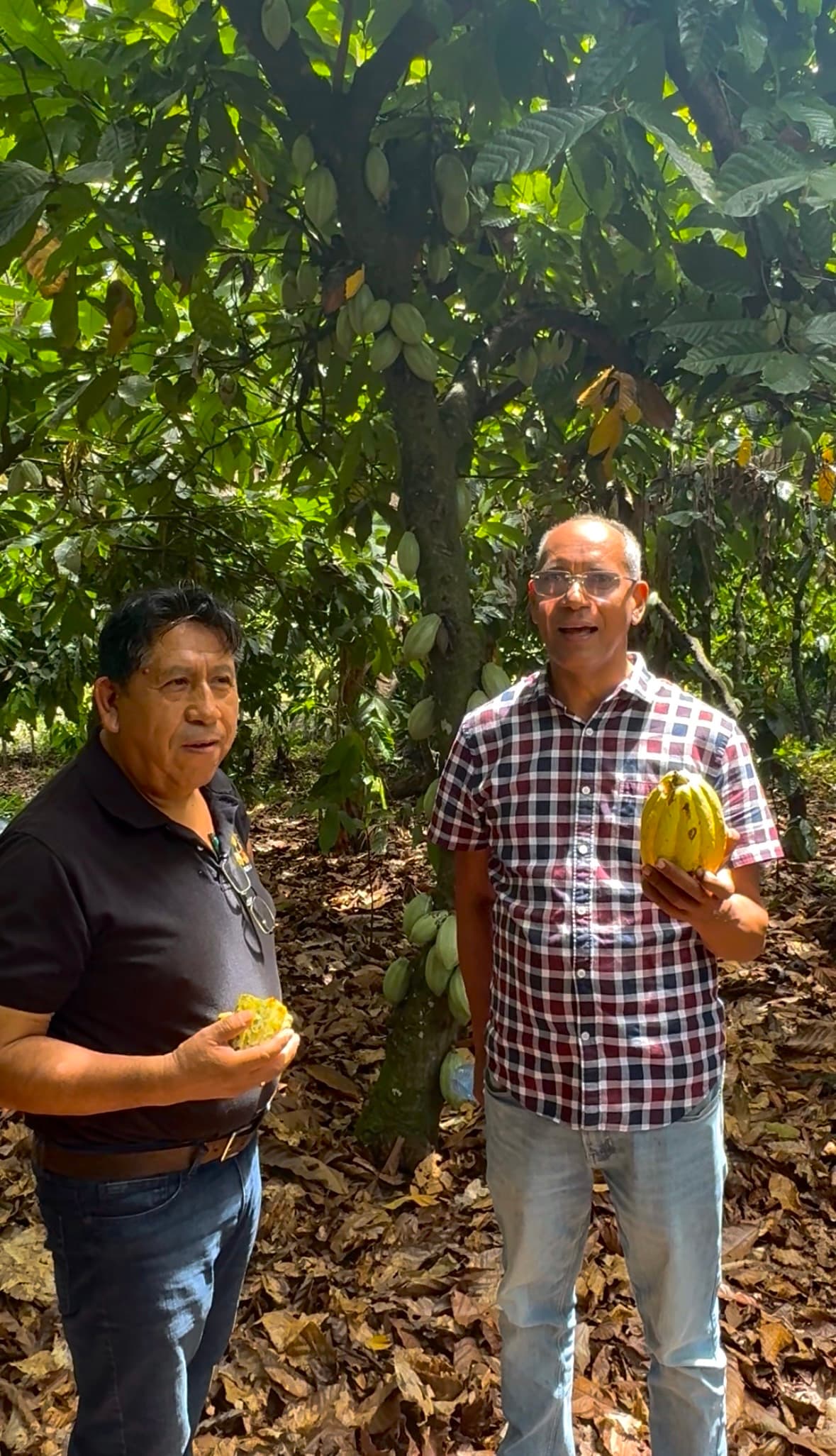 Two growers standing among their cacao trees, each holding a just-opened pod